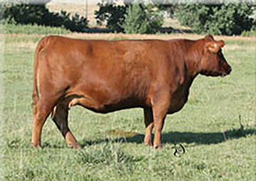 4L Ms Make My Day R903