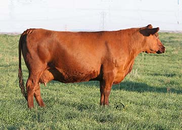 4L Ms Make My Day R931