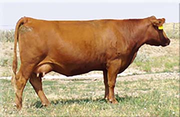 4L Ms Maky My Day R906