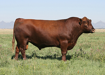 4L Super Vision R2292